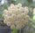 Hoya lacunosa cv. Silver Splash Leaves