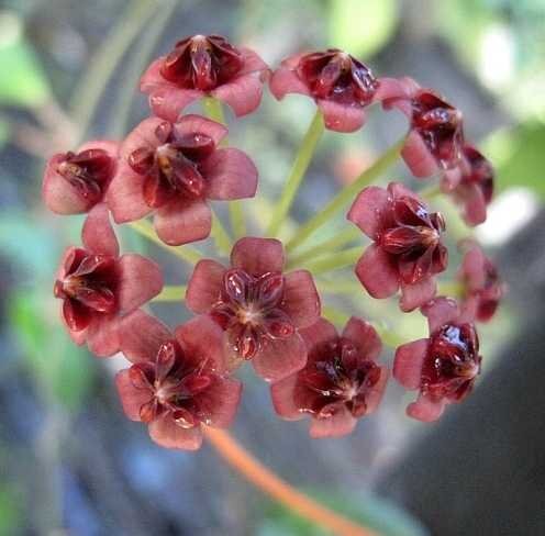 Hoya lucardenasiana