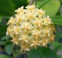Hoya mindorensis cv. Yellow Flower