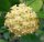Hoya mindorensis cv. Yellow Flower