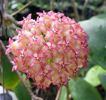 Hoya mindorensis cv. Red Star