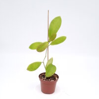 Hoya mindorensis cv. Red Star