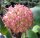 Hoya mindorensis cv. Red Star