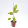 Hoya mindorensis cv. Red Star