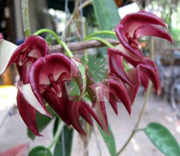 Hoya onychoides 1 cv. Mercury