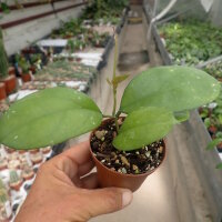 Hoya cv. Ciceliia