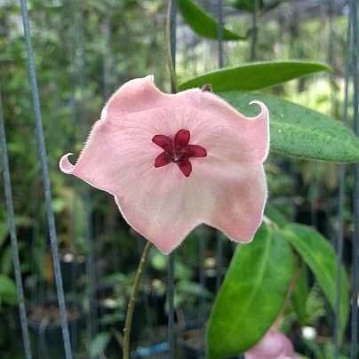 Hoya patella cv. Pink Flower