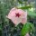 Hoya patella cv. Pink Flower