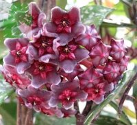 Hoya pubicalyx cv. Royal Hawaiian Purple