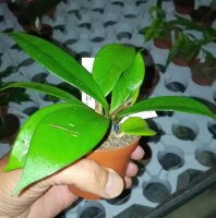 Hoya pubicalyx cv. Royal Hawaiian Purple