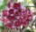 Hoya pubicalyx cv. Royal Hawaiian Purple