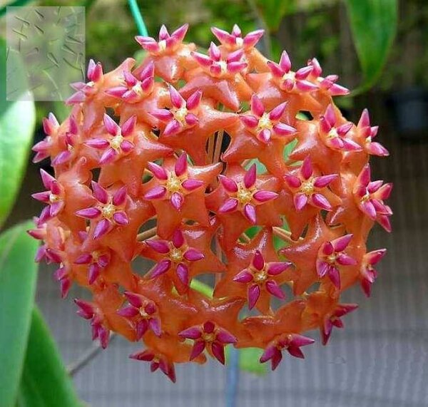 Hoya valmayoriana