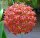Hoya valmayoriana