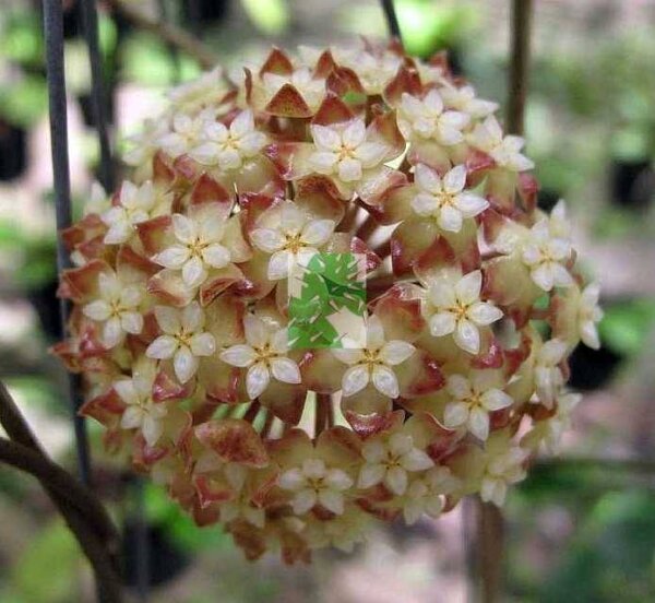Hoya viola