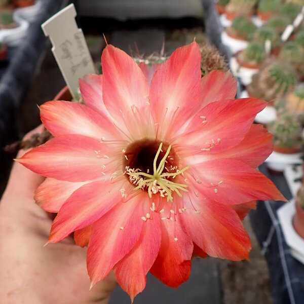 Echinopsis-Hybr. Fangri-La Schick Hybride