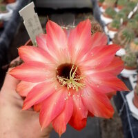 Echinopsis-Hybr. Fangri-La Schick Hybride