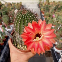Echinopsis-Hybr. Fangri-La Schick Hybride
