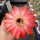 Echinopsis-Hybr. Fangri-La Schick Hybride