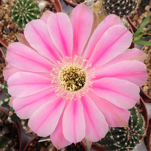 Echinopsis-Hybr. Flattycake Schick Hybride