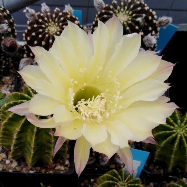 Echinopsis-Hybr. Moon Glow