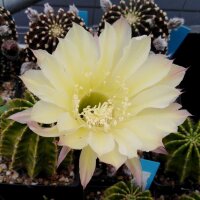 Echinopsis-Hybr. Moon Glow
