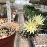 Turbinicarpus krainzianus v. minimus Pass CITES, not...