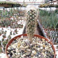 Turbinicarpus krainzianus v. minimus Pass CITES, not...