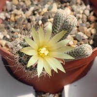 Turbinicarpus krainzianus v. minimus Pass CITES, not outside EU