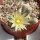 Turbinicarpus krainzianus v. minimus Pass CITES, not outside EU