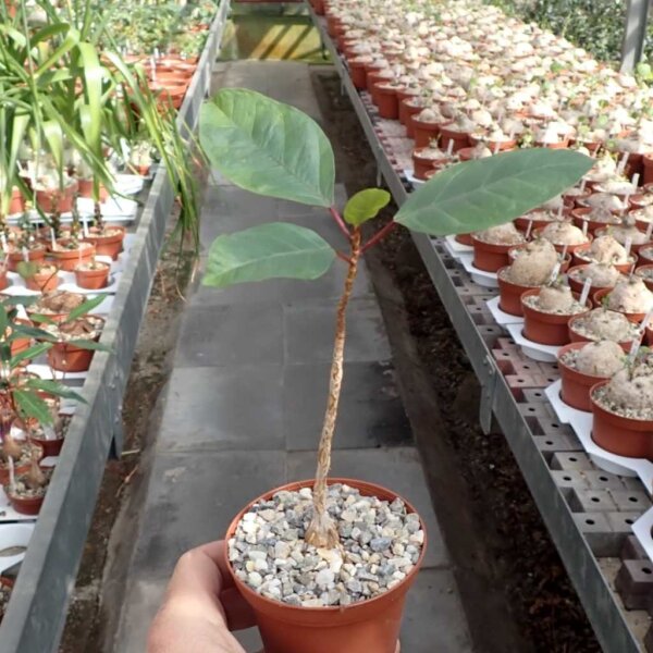 Ficus burkei Namibia