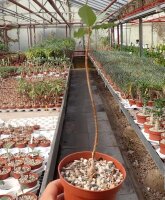 Ficus burkei Namibia