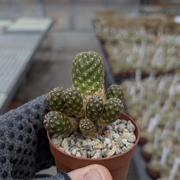 Sulcorebutia breviflora v. Blüte rosa L 314