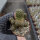 Sulcorebutia breviflora v. Blüte rosa L 314