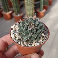 Mammillaria roseoalba SB 285