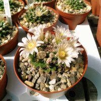 Mammillaria roseoalba SB 285