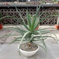 Aloe arborescens XL