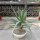 Aloe arborescens XL
