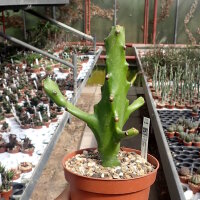 Euphorbia mayuranathani Indien