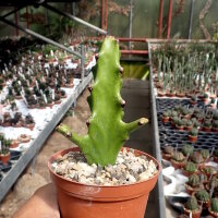 Euphorbia mayuranathani Indien