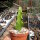 Euphorbia mayuranathani Indien