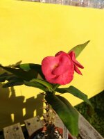Euphorbia milii Grandiflora-Thai-Hybr. Nissa