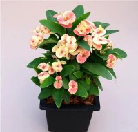 Euphorbia milii Grandiflora-Thai-Hybr. Cheetah