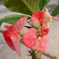 Euphorbia milii Grandiflora-Thai-Hybr. Approve