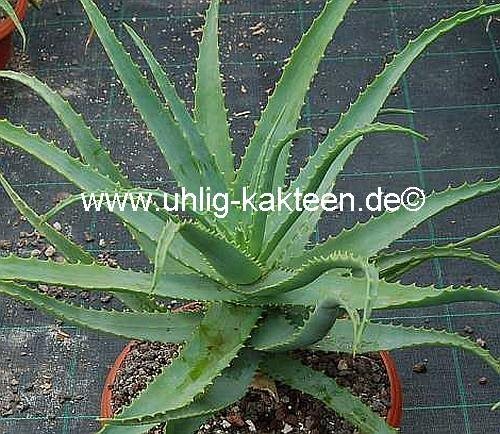 Aloe arborescens XXL