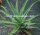 Aloe arborescens XXL