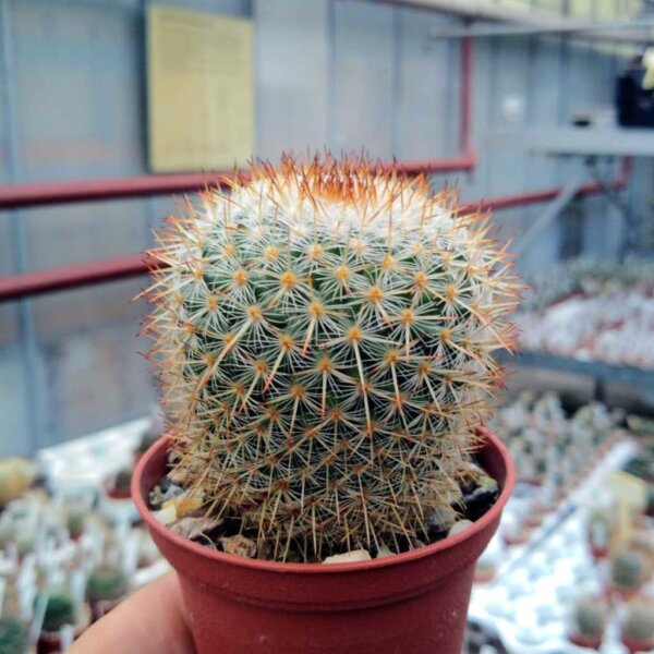 Mammillaria noureddineana MBF 157