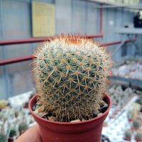 Mammillaria noureddineana MBF 157