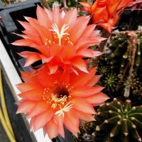 Echinopsis-Hybr. Peacy Sundae