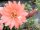Echinopsis-Hybr. Peacy Sundae