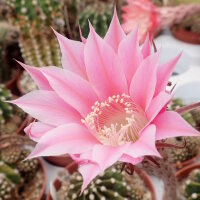 Echinopsis-Hybr. Pink Canary